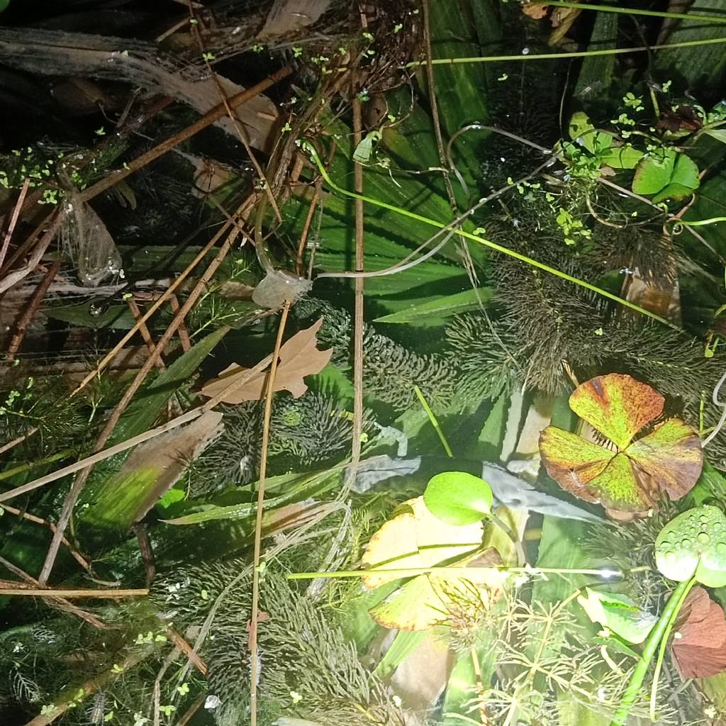 Quasi quasi mi faccio un laghetto